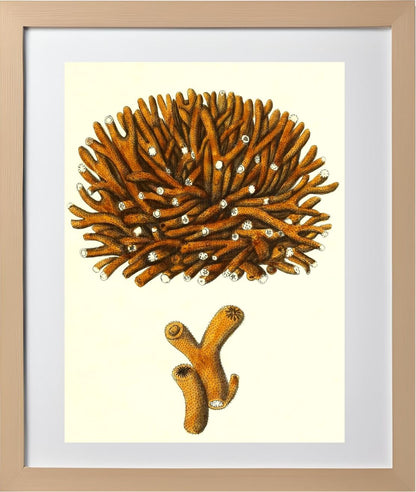 Madrepora flexuofa