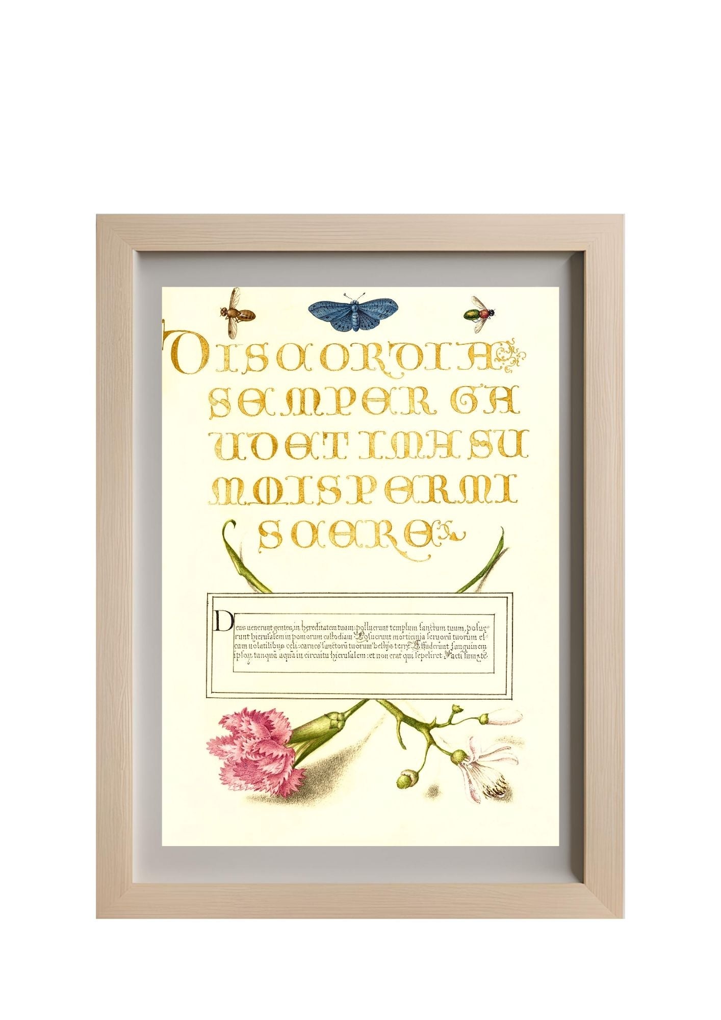 Insects, Carnation, and Judas Tree