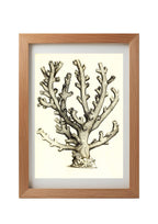 Caryophillia ramea