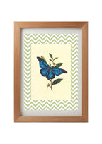 Papilio Menelaus