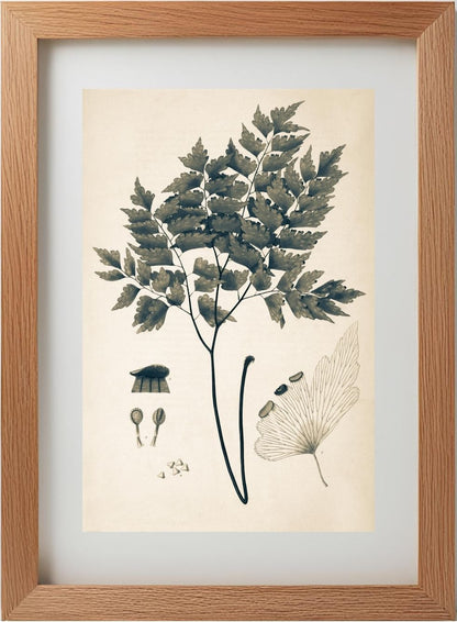 Adiantum Pentadactylon