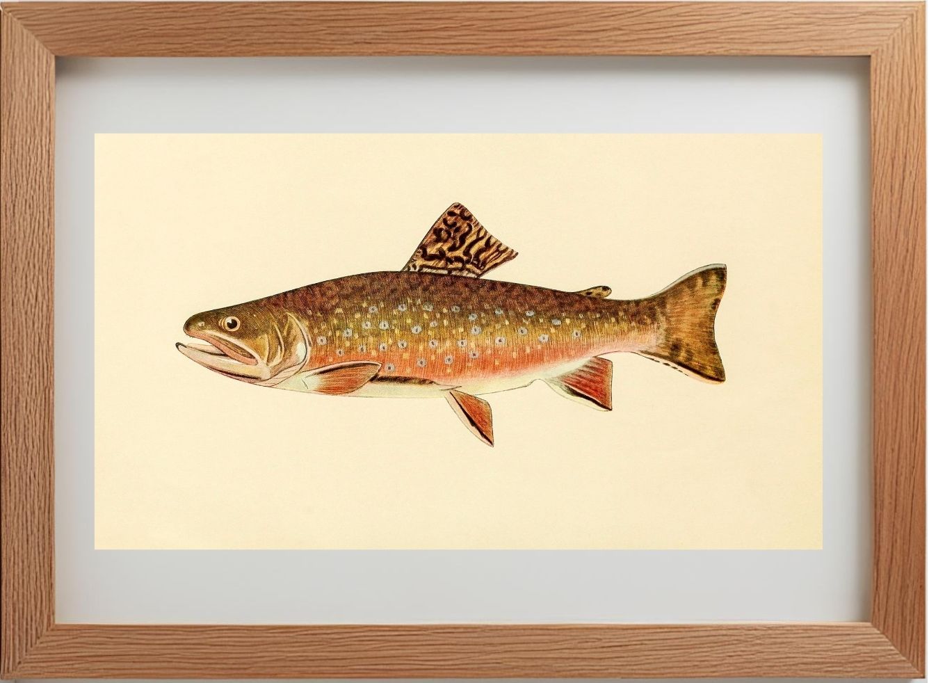 The Brook Trout (Adult Male) Salvelinus-Fontinalis