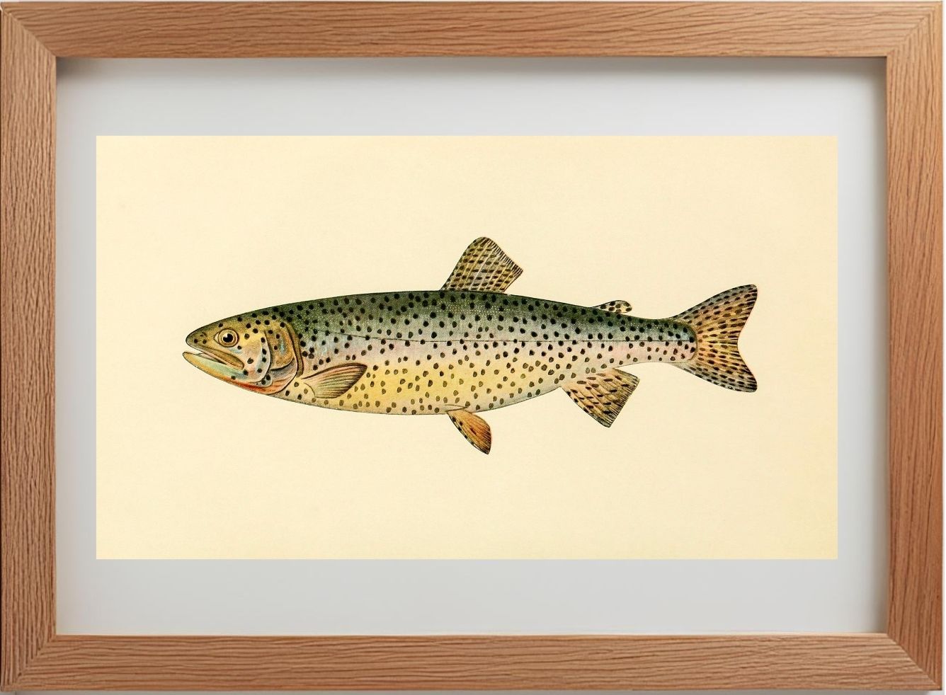 The Tahoe Trout (Adult Male) Salmo-Henshawi