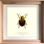 Doryphora Porosa