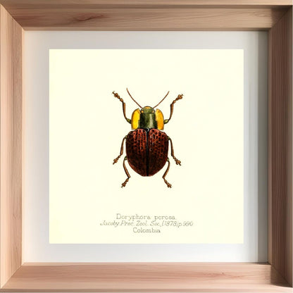 Doryphora Porosa