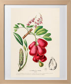 Le Lackee et le Pothos (Akeesia)