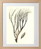 Gorgonia antipathes 2