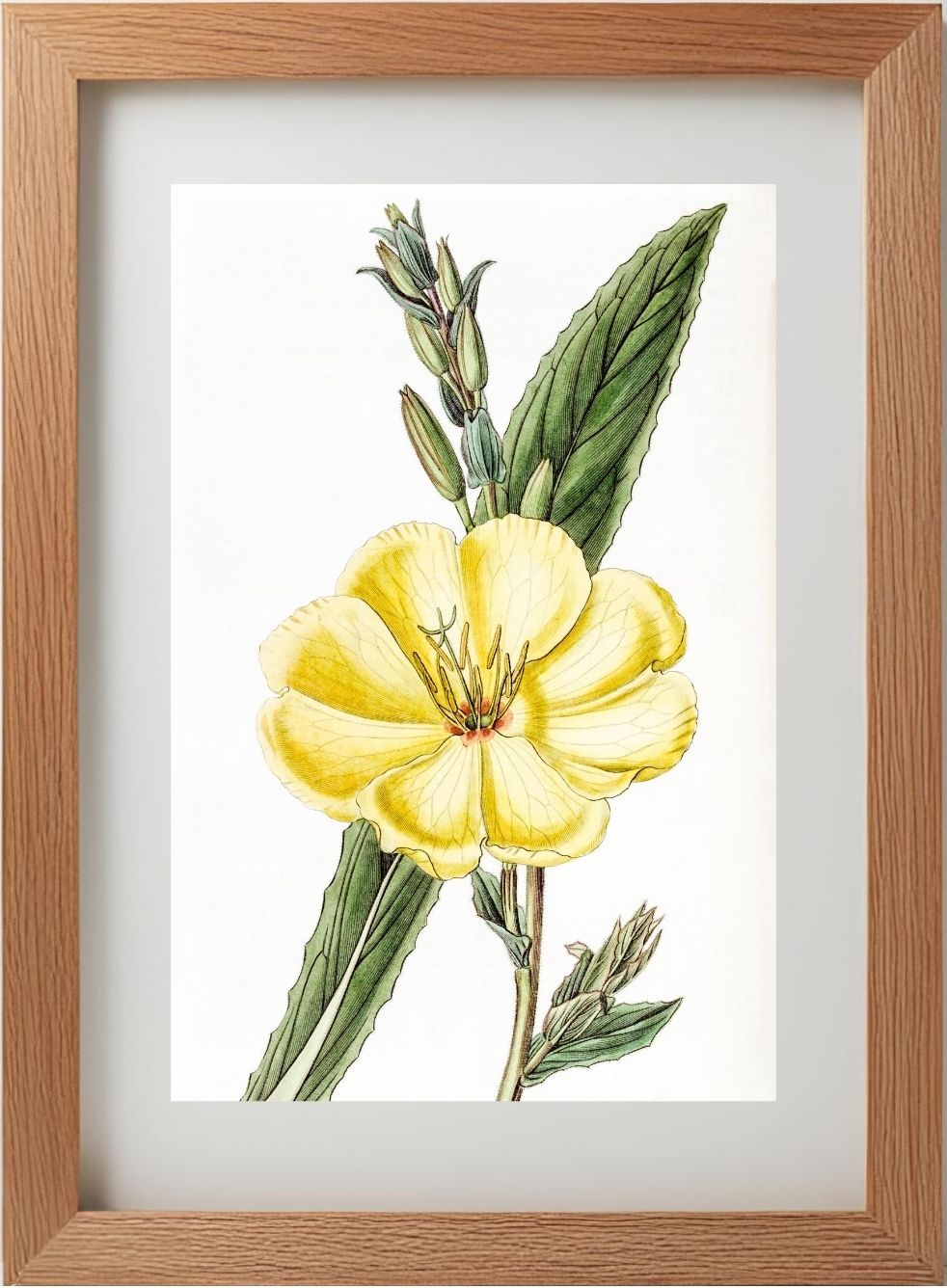 Large-Flowered Biennial Evening Primrose