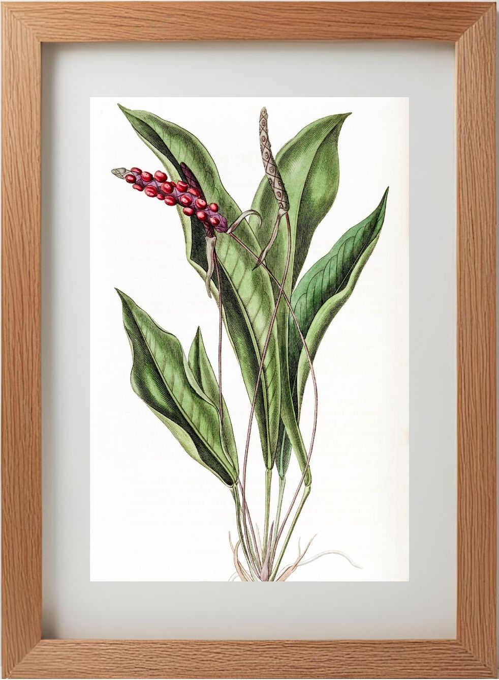 Slender Anthurium