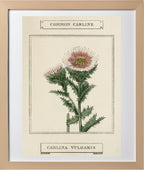 Common Carline