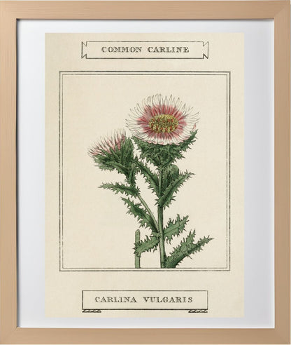 Common Carline
