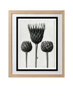 Serratula Nudicaulis (Bare Stemmed Common Saw Wort)