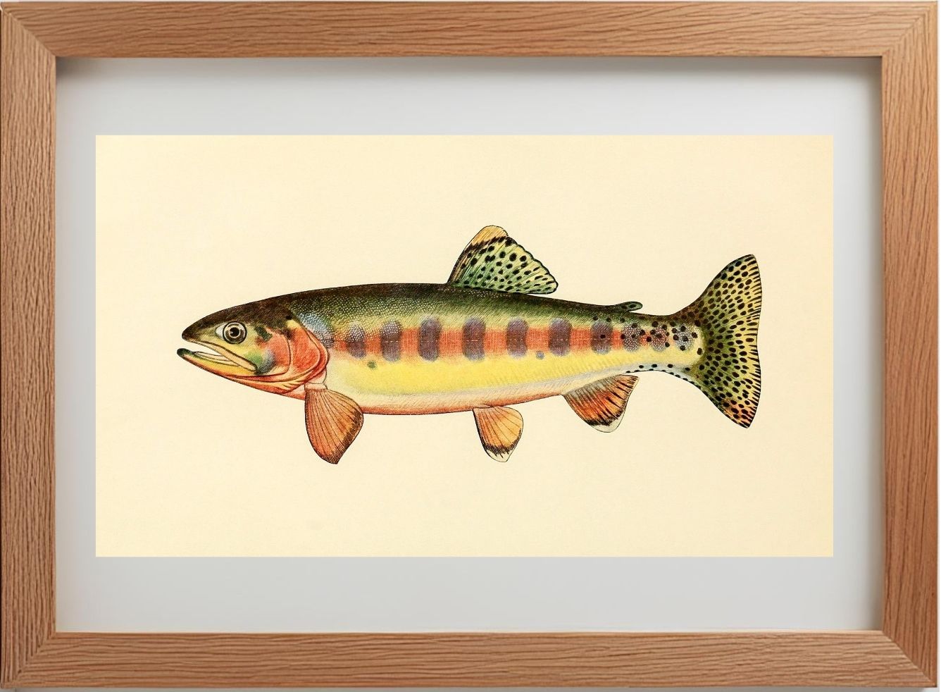 The Golden Trout of Volcano Creek, California