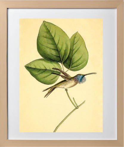 Mexican-Star Hummingbird