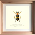 Lemidia Obliquefasciata