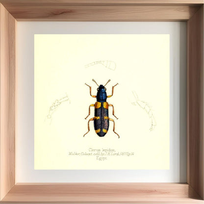 Clerus Lepidus