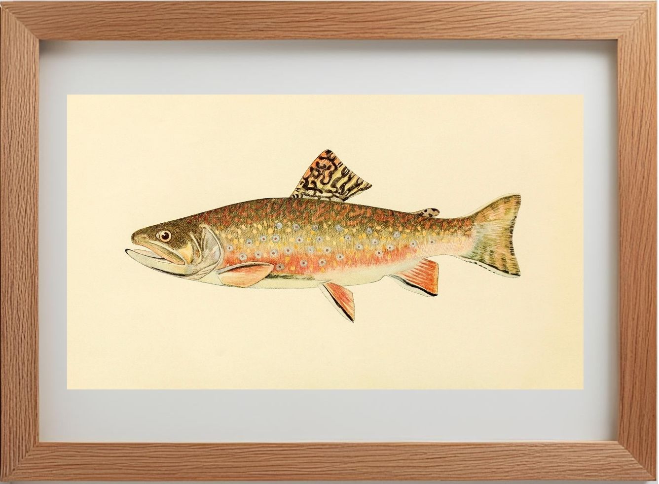 The Brook Trout (Adult Male) Salvelinus-Fontinalis (early fall coloration)