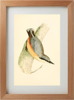 Nuthatch