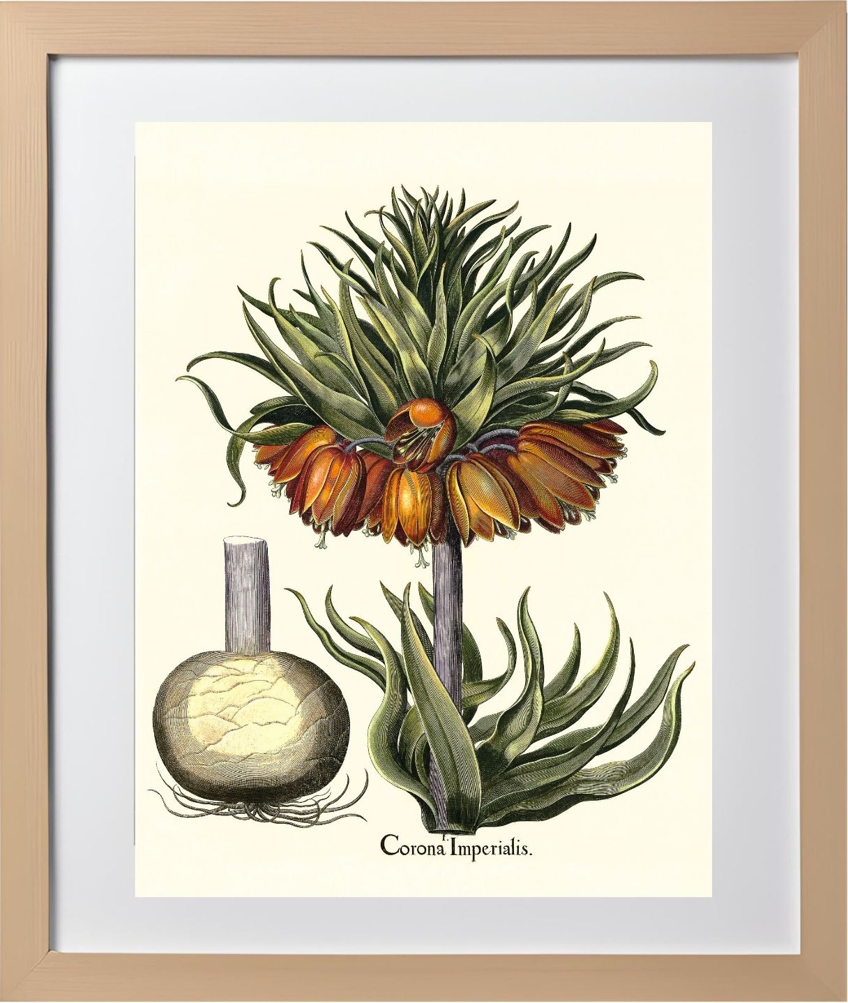 Crown-imperial fritillary