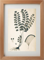 Adiantum Lunulatum