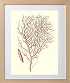 Gorgonia violacea