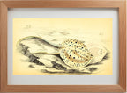 Halgan's Spine-Tailed Ray