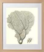 Gorgonia flabellum