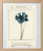 Blue-Bottle