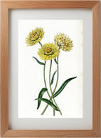 Two-coloured Elichrysum
