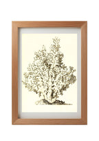 Oculina virginea