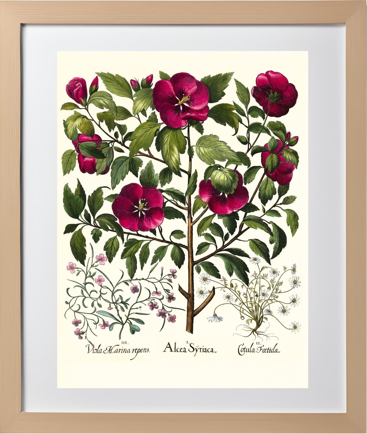 Rose of Sharon, Stinking chamomile, Malcolm stock 2
