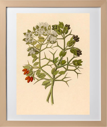 2 Species of Carisfa Arduina (Carissa Haematocarpa)