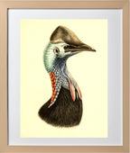 Casuarius Casuarius Salvadorii