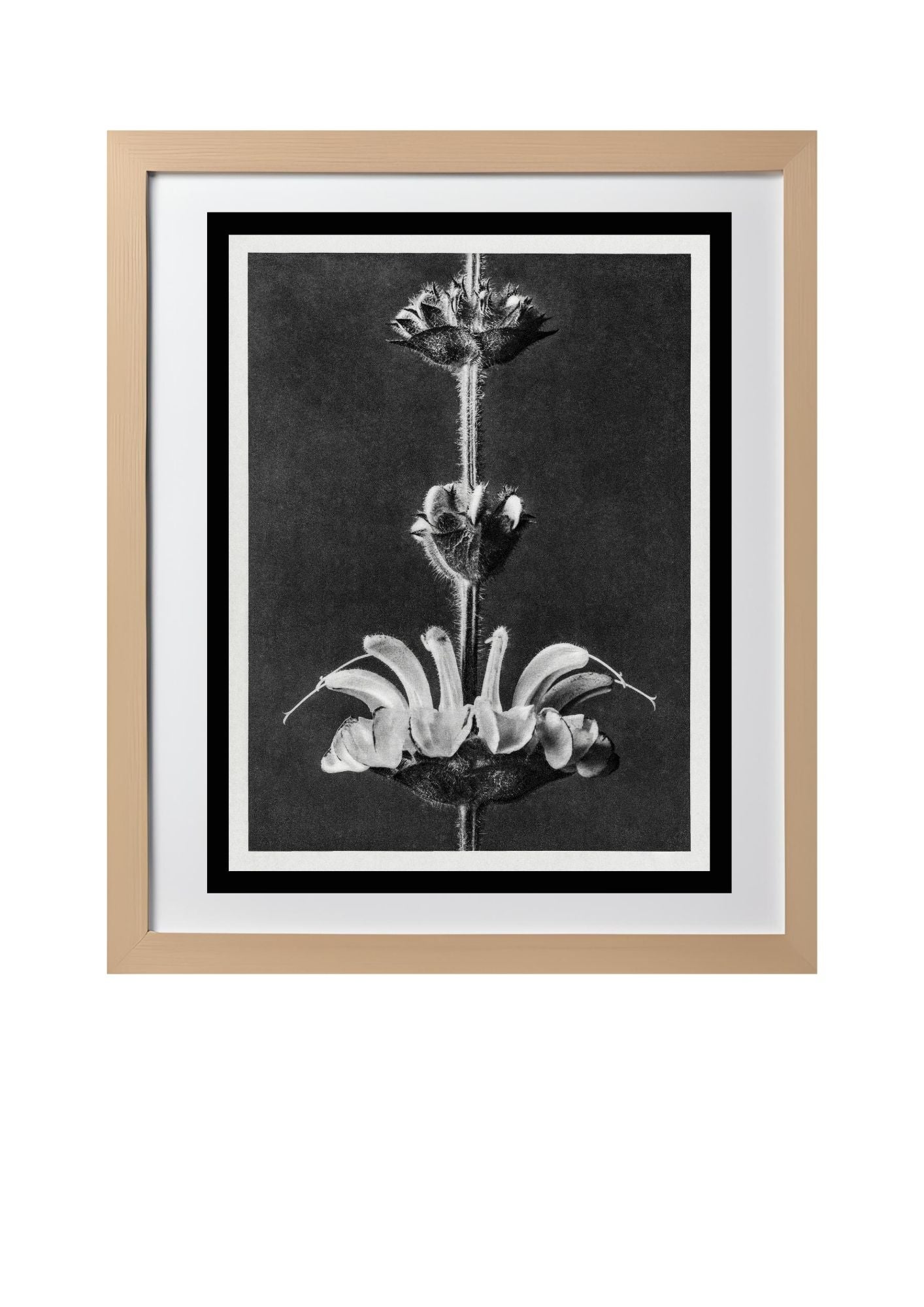 Salvia argentea (Silver Sage)