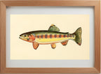 The Golden Trout of Volcano Creek, California