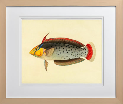 Labrus Formosus