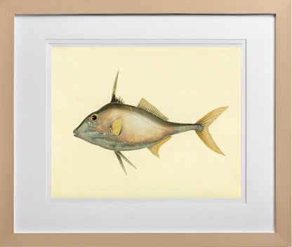 Balistes Biaculeatus