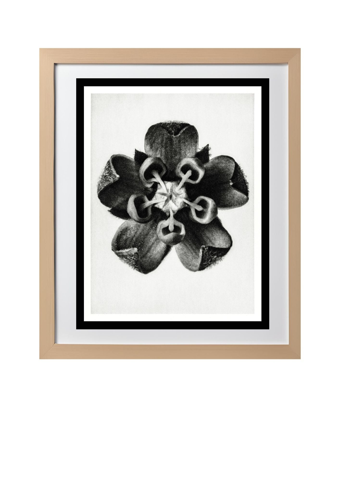 Asclepias Syriaca (Common Milkweed)