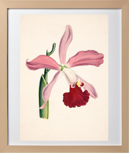 Laelia Elegans