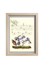 Scarlet Tiger-Moth, Larkspur, Insect, and Caterpillar