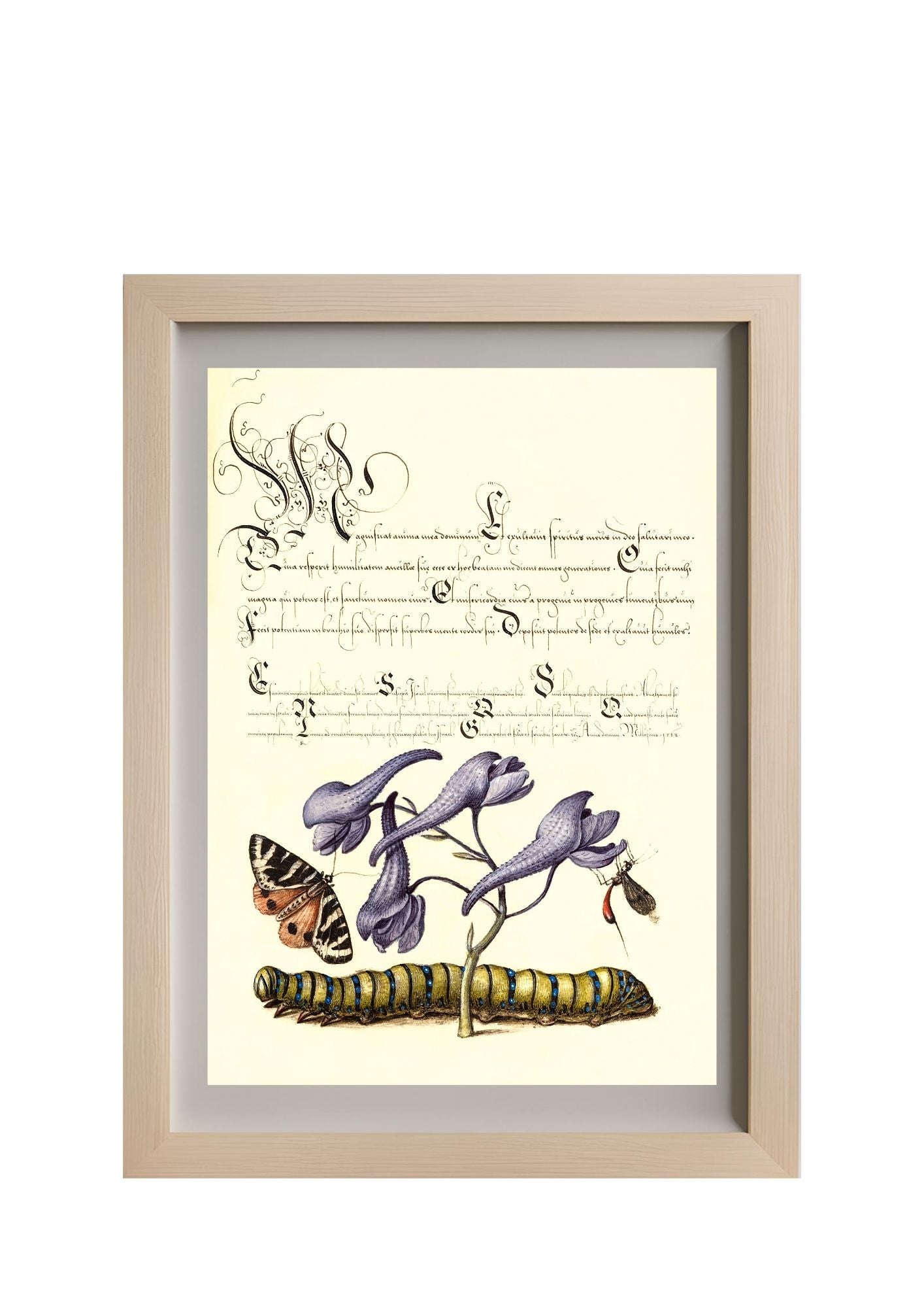 Scarlet Tiger-Moth, Larkspur, Insect, and Caterpillar
