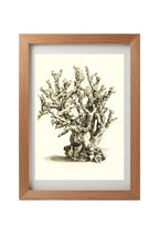 Oculina hirtella