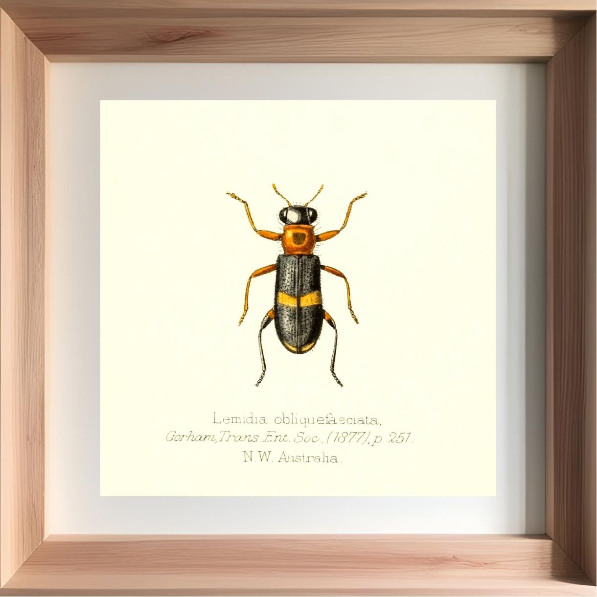 Lemidia Obliquefasciata