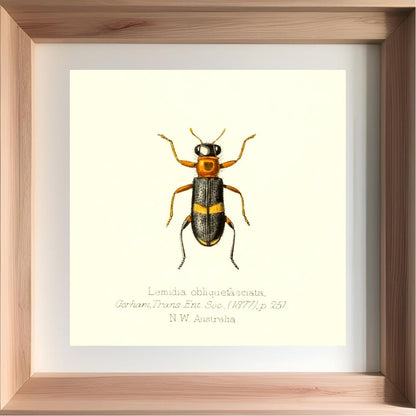 Lemidia Obliquefasciata