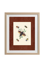 Beetles 3