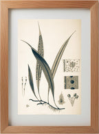 Pleopeltis Percussa