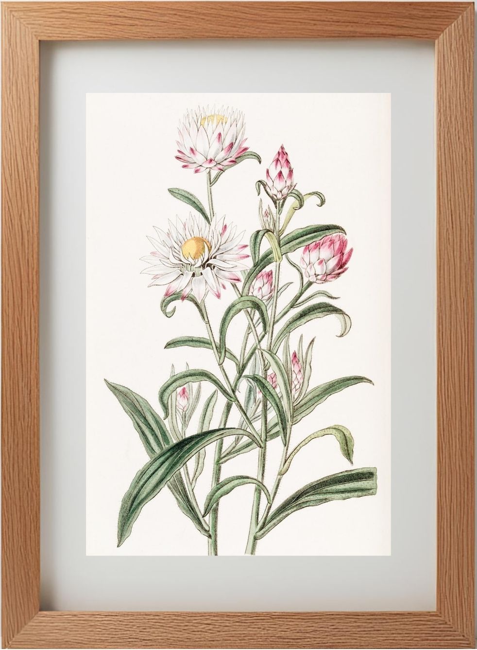 Large-flowered Helichrysum