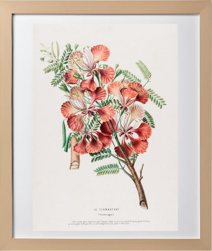 Le Flamboyant (Poinciana Regina)