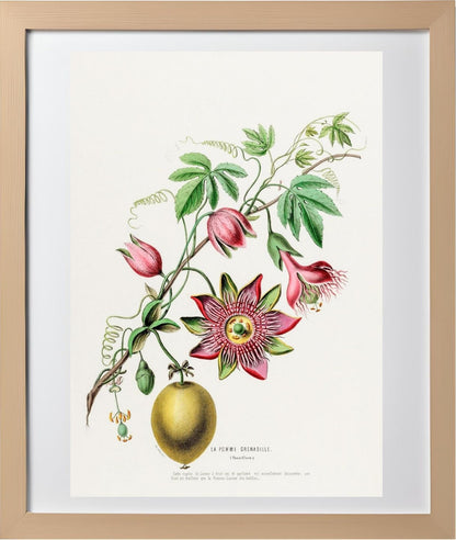 La Pomme Grenadille (Passiflora)