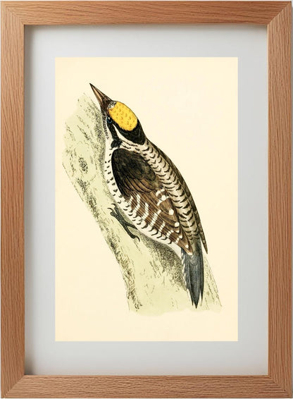 Three-Toed Woodpecker